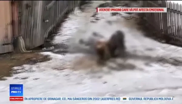 Momentul în care doi Amstaffi sfâşie un ciobănesc. "Copiii nu merg la şcoală de teama lor"