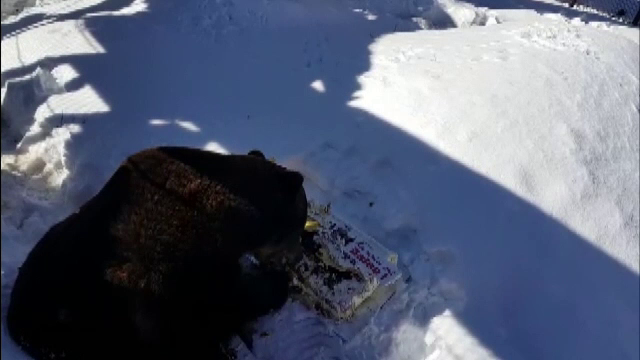 Sute de turişti l-au sărbătorit cu tort pe ursul Baloo la Straja, în Parâng