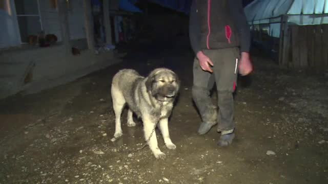 Ce spune proprietarul câinelui care a mușcat un copil de 7 ani: ”Nu l-a cunoscut”