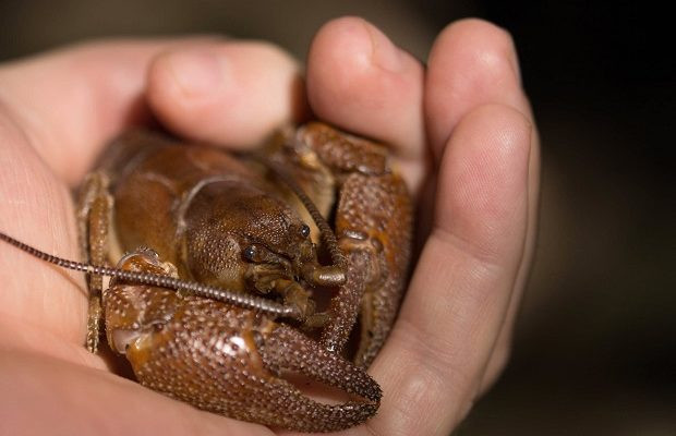 Un profesor din Timișoara a făcut o descoperire uriașă: ”A fost o muncă de chinez bătrân”