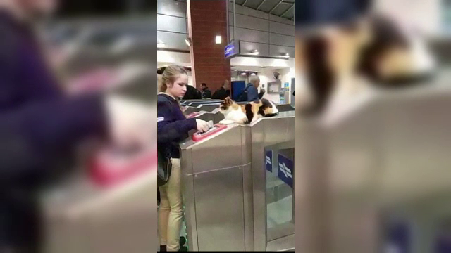 Motivul pentru care o pisică este "atracția turistică" a unei gări din Israel