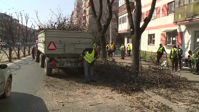 Toaletarea arborilor, făcută de muncitori după cum îi taie capul. ”Facem noi cum știm”