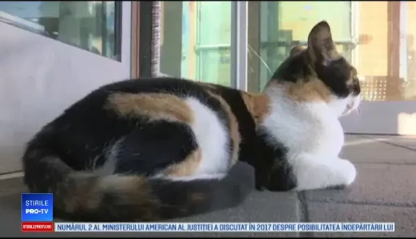 Motivul pentru care o pisică este "atracția turistică" a unei gări din Israel