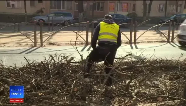 Toaletarea arborilor, făcută de muncitori după cum îi taie capul. ”Facem noi cum știm”