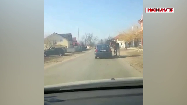 Cal legat cu lanţul de maşină şi pus să alerge după ea, în Calafat