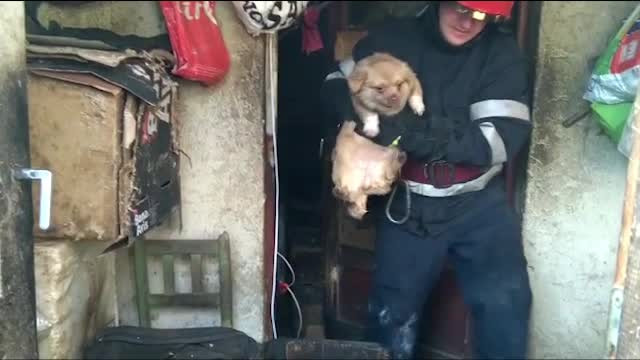 Căței și pisici, salvați de pompieri dintr-o locuință care ardea, în Ploiești