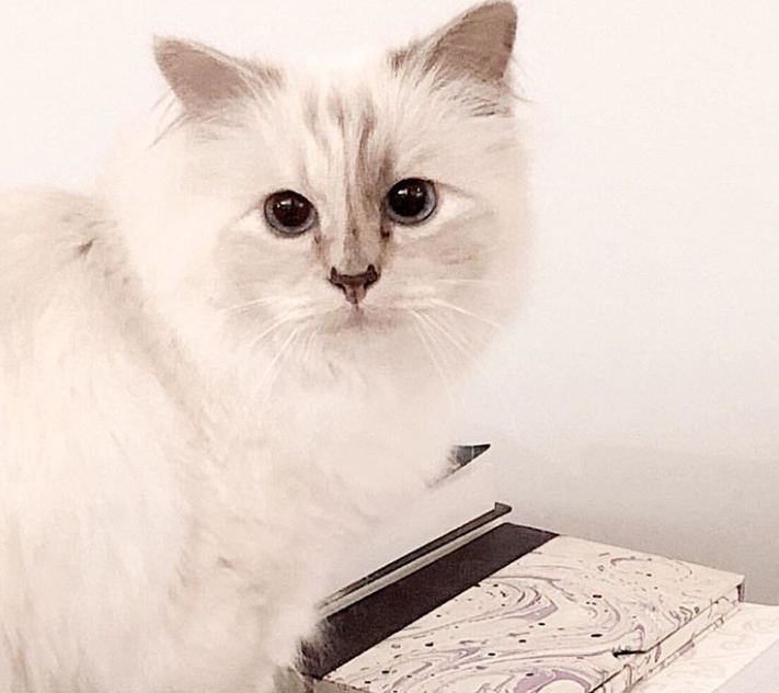 Averea uriașă pe care o va moșteni Choupette, pisica designerului Karl Lagerfeld
