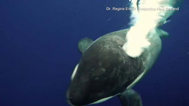 Momentul în care un scafandru era să fie înghițit de o balenă de 20 de tone