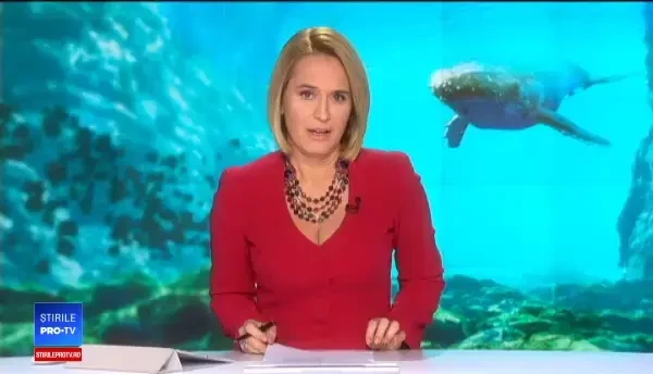 Cum a fost surprinsă o balenă ucigașă de o cameră de filmat