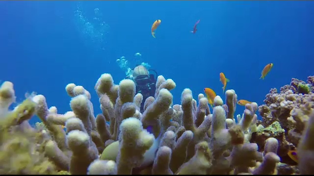 Secretul pentru salvarea coralilor, descoperit. 500 de milioane de oameni depind de ei