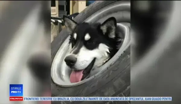 Pățania unui cățel care și-a băgat capul într-o roată. 10 oameni, implicați în salvarea lui