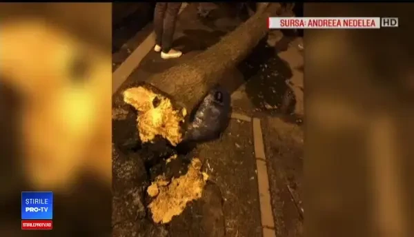 Noapte de coșmar pentru bucureșteni, din cauza vântului. O femeie a ajuns la spital