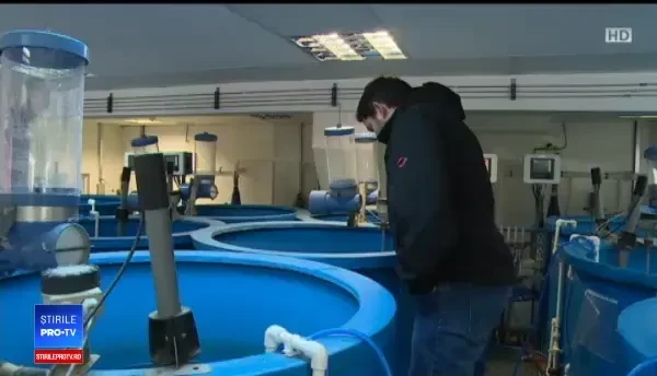 O specie de pește valoros reapare în Dunăre. Nu va putea fi pescuit până în 2021