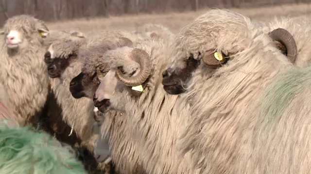 Preţul mieilor de Paşte ar putea creşte considerabil. Cât va costa un kilogram