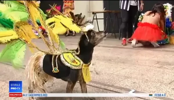 Festival inedit al câinilor, înainte de intrarea în postul Paștelui. FOTO