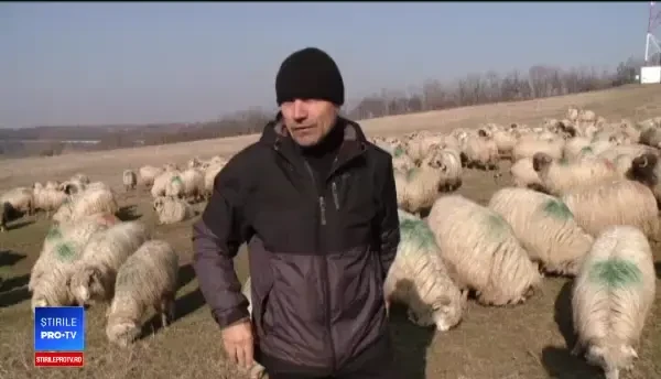 Preţul mieilor de Paşte ar putea creşte considerabil. Cât ar putea să coste kilogramul la carcasă