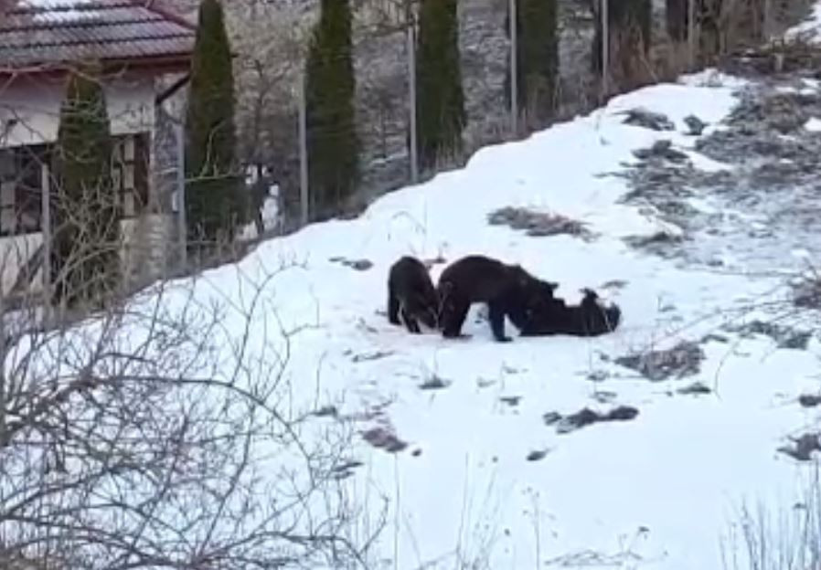Panică în Bușteni. Oamenii se plâng că urșii sunt din ce în ce mai îndrăzneți