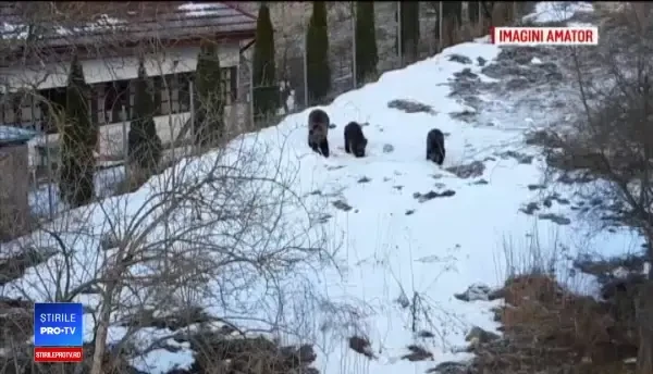 Panică în Bușteni: oamenii se plâng că urșii sunt din ce în ce mai îndrăzneți