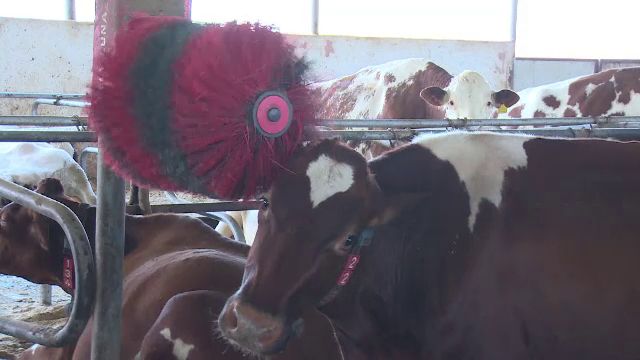 robot care curata vaca