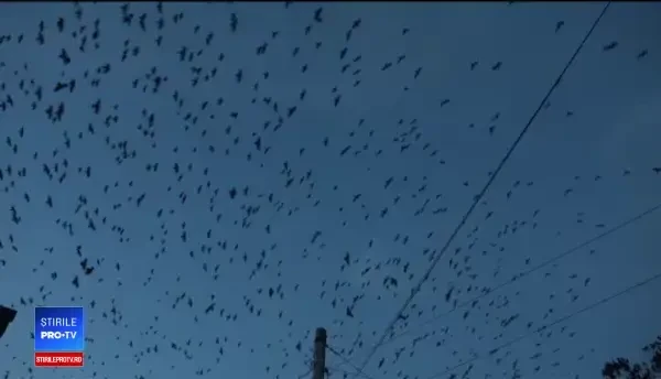 Scene ca din ”Păsările” lui Hitchcock în Botoșani. Localnicii, disperați de invazie