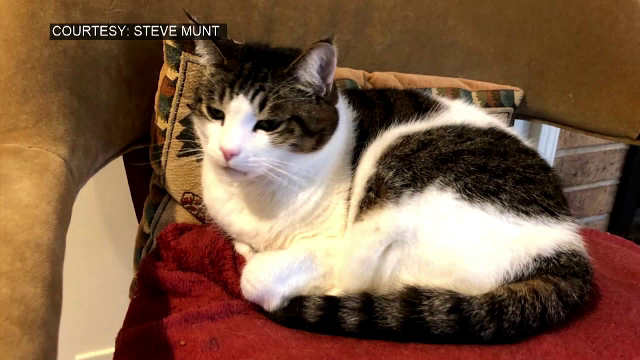 Cum a ajuns cenușa unei pisici în spațiu: "Mă impresionează această experiență"