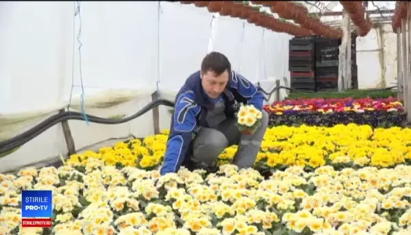 Muncă migăloasă, dar cu câștiguri însemnate. Horticultorii culeg laurii în această perioadă