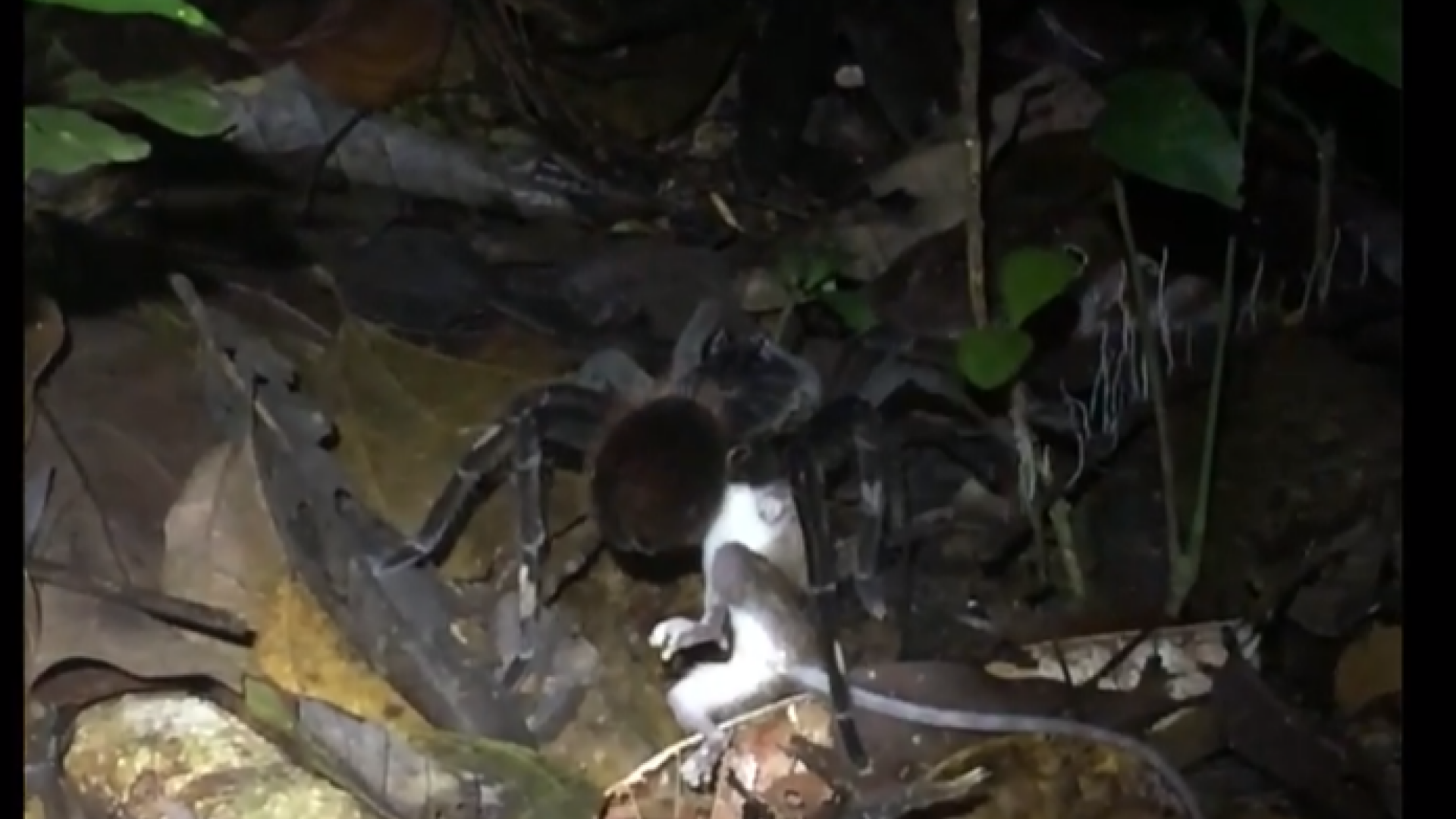 Descoperire uimitoare în pădurea tropicală amazoniană. Cercetătorii au filmat momentul