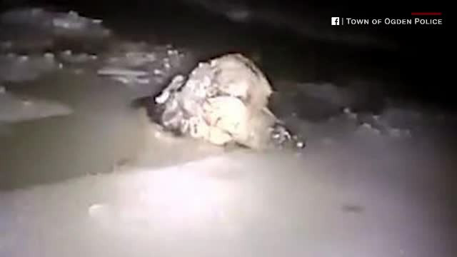 Un polițist inimos și-a riscat viața ca sa salveze din apă un cățel de la îngheț