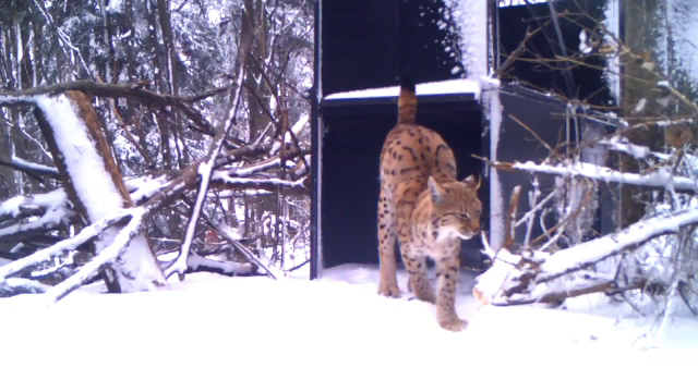 Imagini inedite cu capturarea unui râs, în Bacău