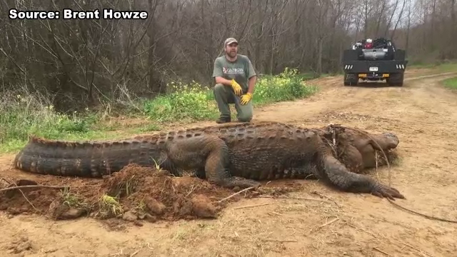 Un aligator gigant, de 4 metri a fost eutanasiat. Cine l-a descoperit