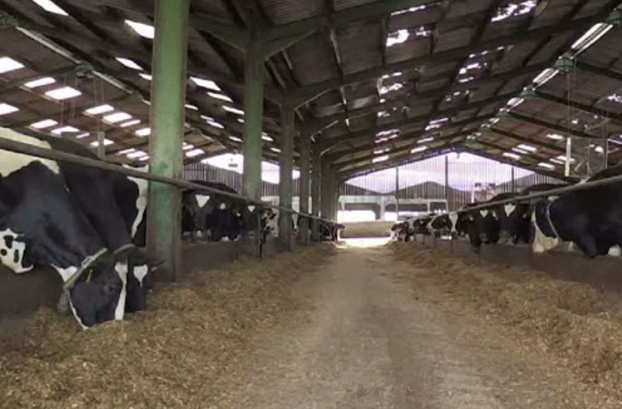 Motivul pentru care fermierii britanici sunt obligați să schimbe dieta animalelor