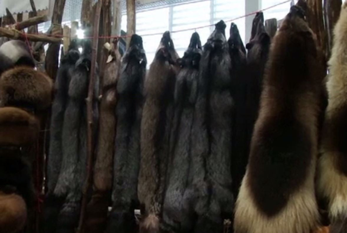 Expoziție inedită în Rusia: Care este cea mai populară blană din lume