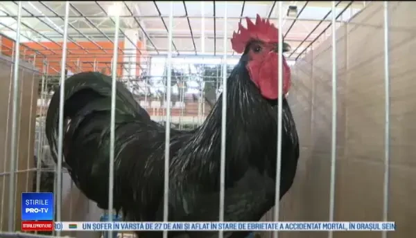 Expoziție inedită la Iași. Sute de copii s-au înghesuit să vadă păsări și iepuri