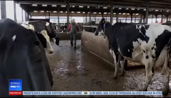 Motivul pentru care fermierii britanici sunt obligați să schimbe dieta animalelor