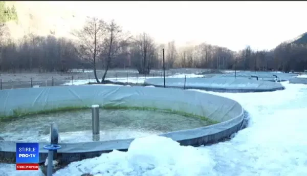 A investit 400.000 de euro într-o crescătorie, dar vinde pește pe marginea drumului