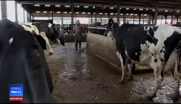 Motivul pentru care fermierii britanici sunt obligați să schimbe dieta animalelor