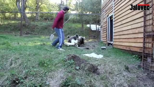 Un tânăr a fost ucis de leul pe care îl creștea în curte