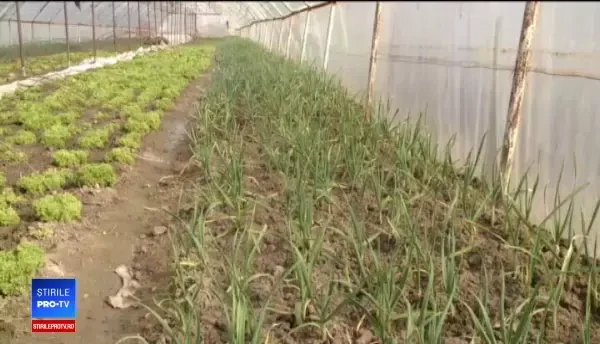 Usturoiul românesc, învins în piețe de cel din China. Programul care îl poate salva