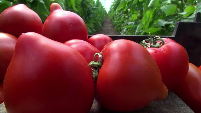 Cât vor costa roşiile anul acesta, după ce Guvernul a lansat programul de subvenţii