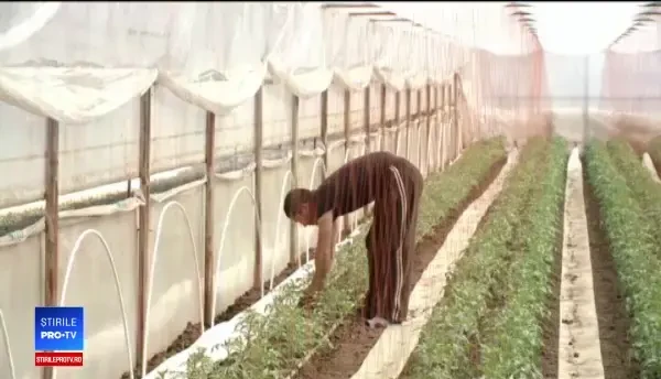 Cât vor costa roşiile anul acesta, după ce Guvernul a lansat programul de subvenţii