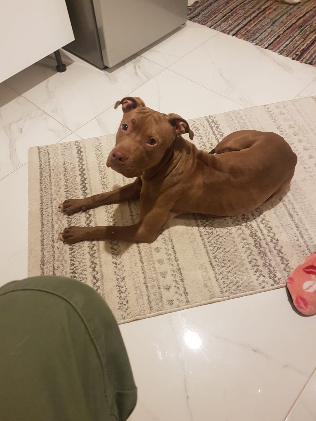 Cățel salvat de pompieri dintr-un copac. Proprietara spune că a sărit de la etajul 3