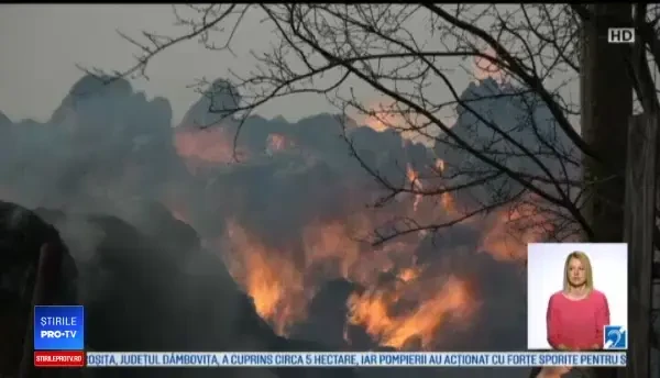 O fermă cu sute de animale a ars în Buzău. "Vin anumite persoane cu căruţe, au pus foc"
