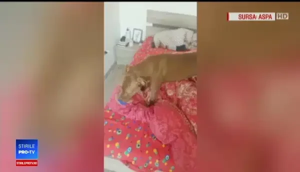 Cățel salvat de pompieri dintr-un copac. Proprietara spune că a sărit de la etajul 3