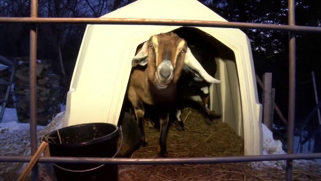 Motivul pentru care într-un oraş a fost aleasă primar capra. Ce atribuţii va avea animalul