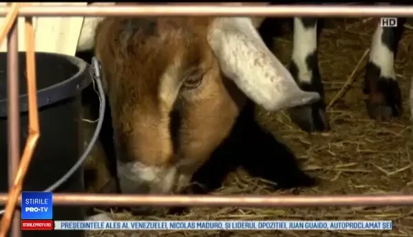 Motivul pentru care într-un oraş a fost aleasă primar capra. Ce atribuţii va avea animalul