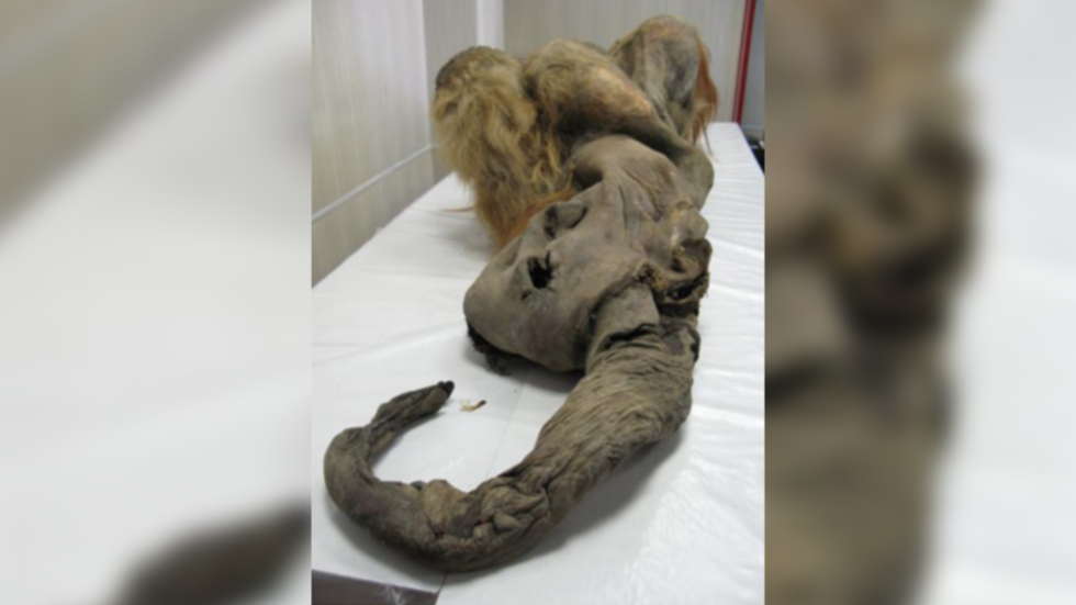 Experiment foarte important. Cercetătorii au reușit să ”învie” celulele unui mamut lânos