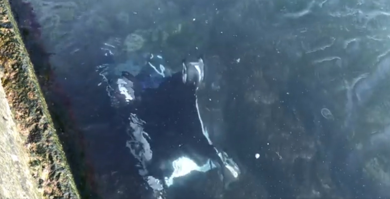 Copil în căruţ, aruncat în Marea Neagră de vântul puternic. Reacţia mamei VIDEO