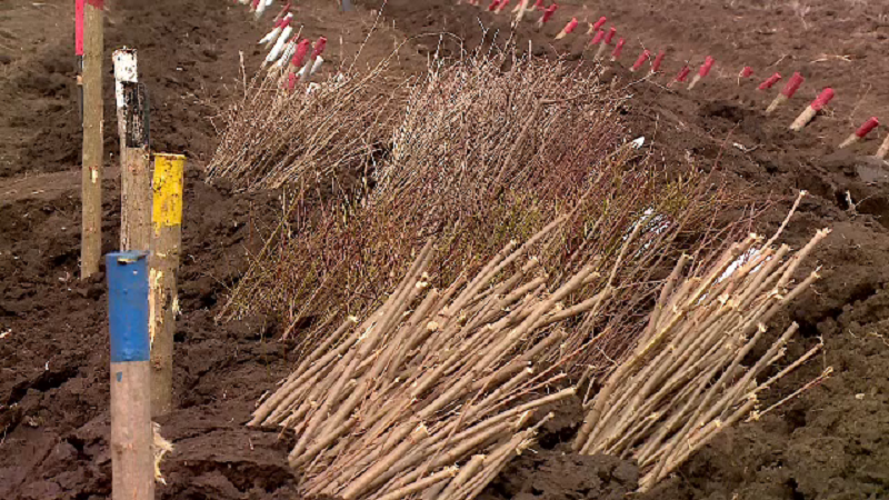 Romsilva a plantat doar 15 km de perdele forestiere în 17 ani. Explicația ministrului Pădurilor