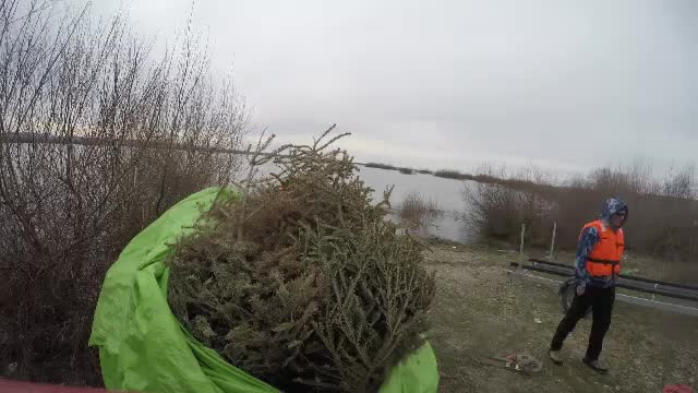 50 de brazi au fost plantați pe fundul unui lac pentru a salva o specie pe cale de dispariție