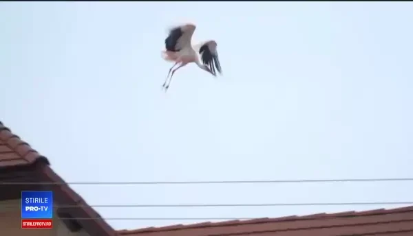 Satul din România, renumit pentru zecile de berze care-și fac cuib aici anual